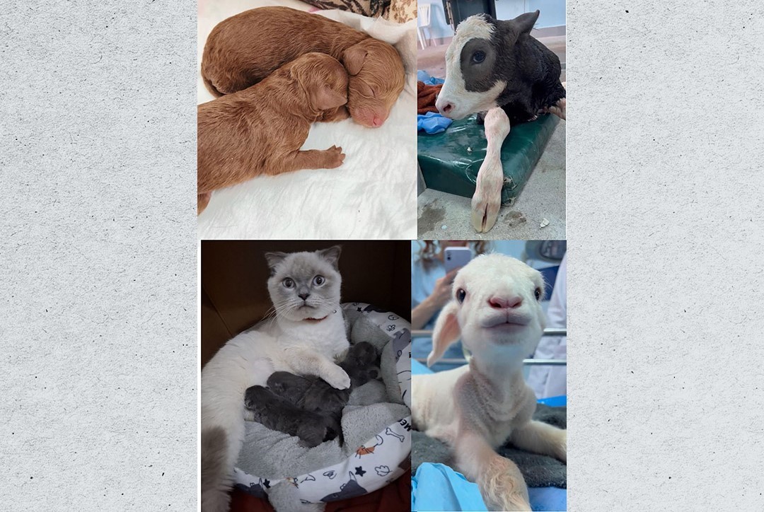 Veteriner Fakültesinde 3 bin hayvana şifa
Veteriner Fakültesinde 3 bin hayvana şifa