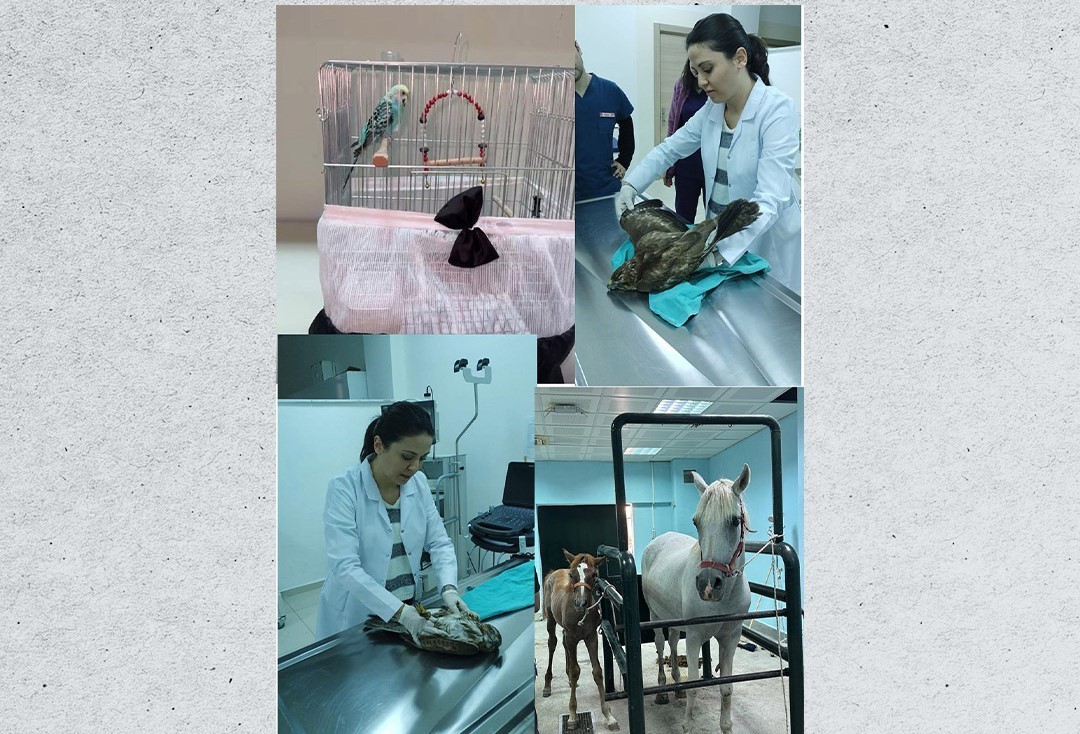 Veteriner Fakültesinde 3 bin hayvana şifa
Veteriner Fakültesinde 3 bin hayvana şifa