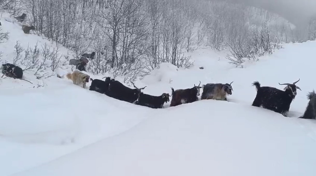 Yaban domuzunun saldırısına uğrayan çoban kameraya yansıdı
Yaban domuzunun saldırısına uğrayan çoban kameraya yansıdı