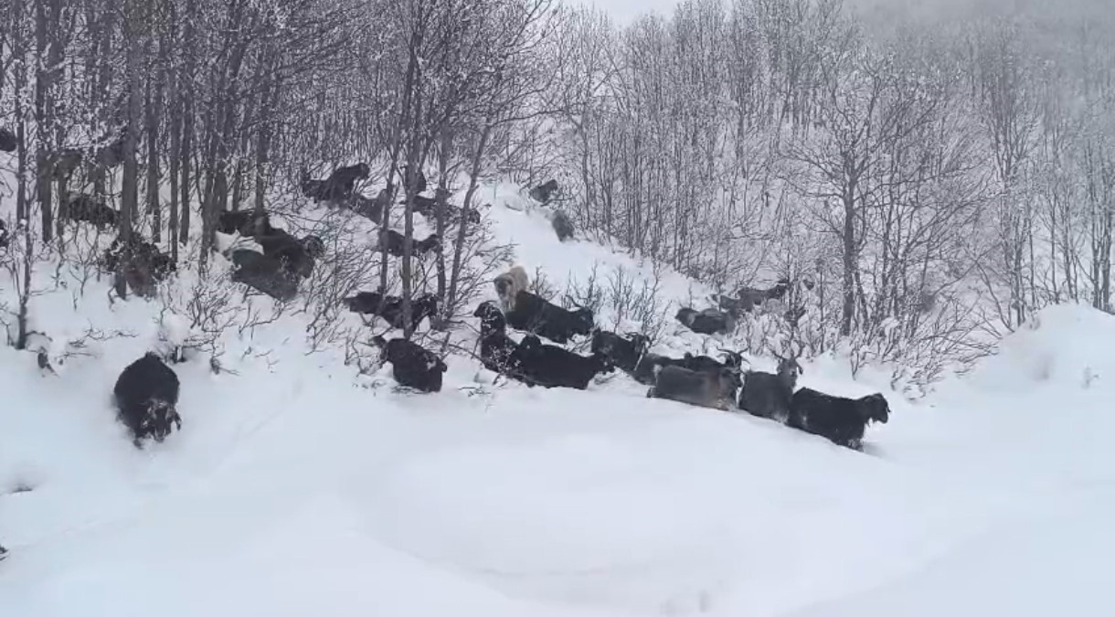 Yaban domuzunun saldırısına uğrayan çoban kameraya yansıdı
Yaban domuzunun saldırısına uğrayan çoban kameraya yansıdı