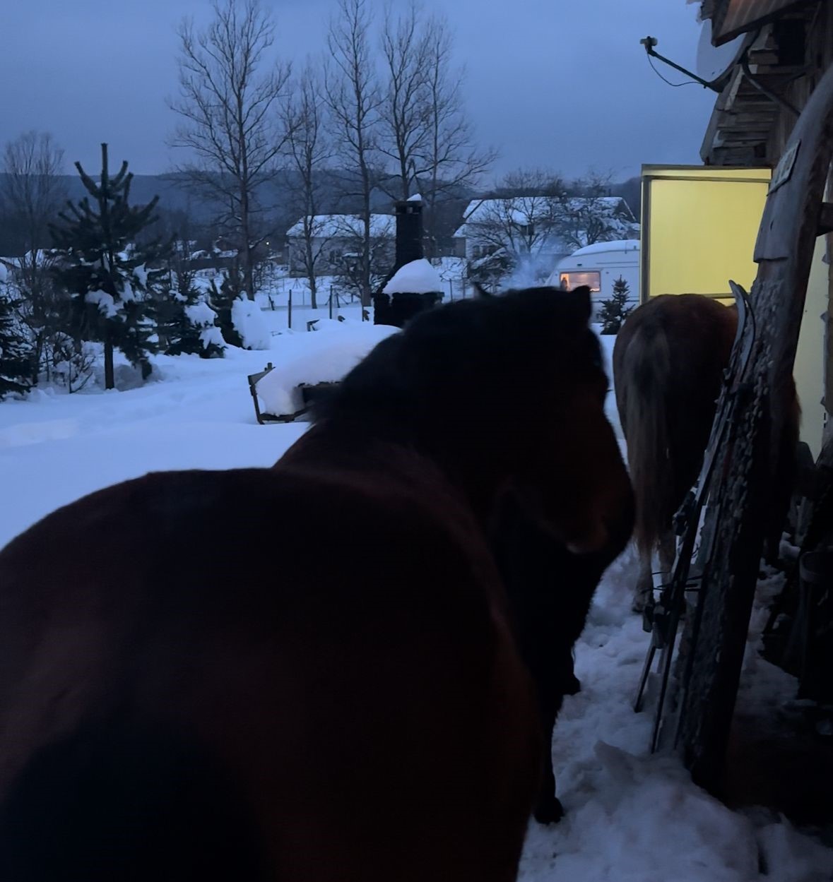Yabani yılkı atları evine kadar geldi, ortaya samimi anlar çıktı: "Hoş geldiniz"
Yabani yılkı atları evine kadar geldi, ortaya samimi anlar çıktı: "Hoş geldiniz"