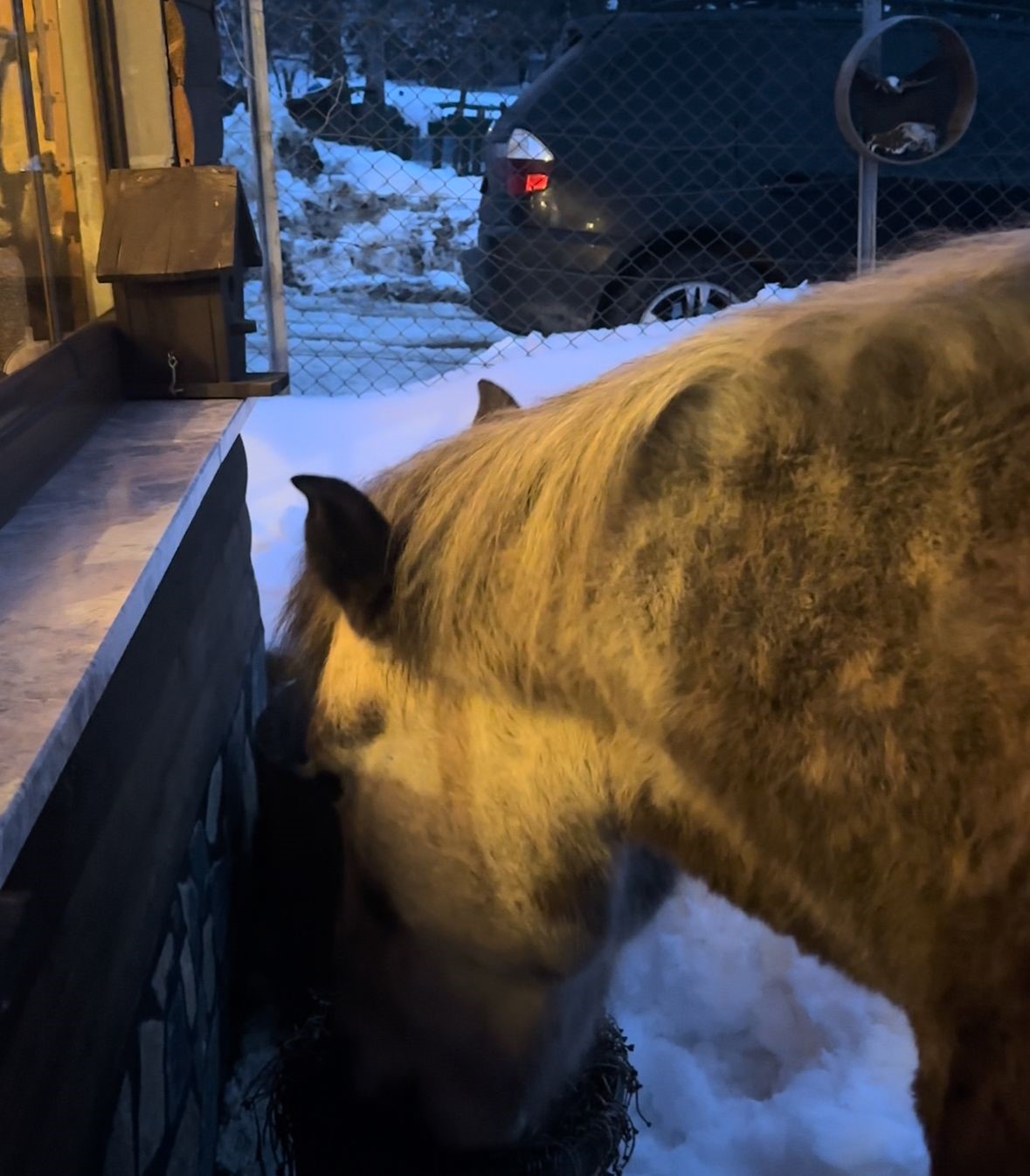 Yabani yılkı atları evine kadar geldi, ortaya samimi anlar çıktı: "Hoş geldiniz"
Yabani yılkı atları evine kadar geldi, ortaya samimi anlar çıktı: "Hoş geldiniz"