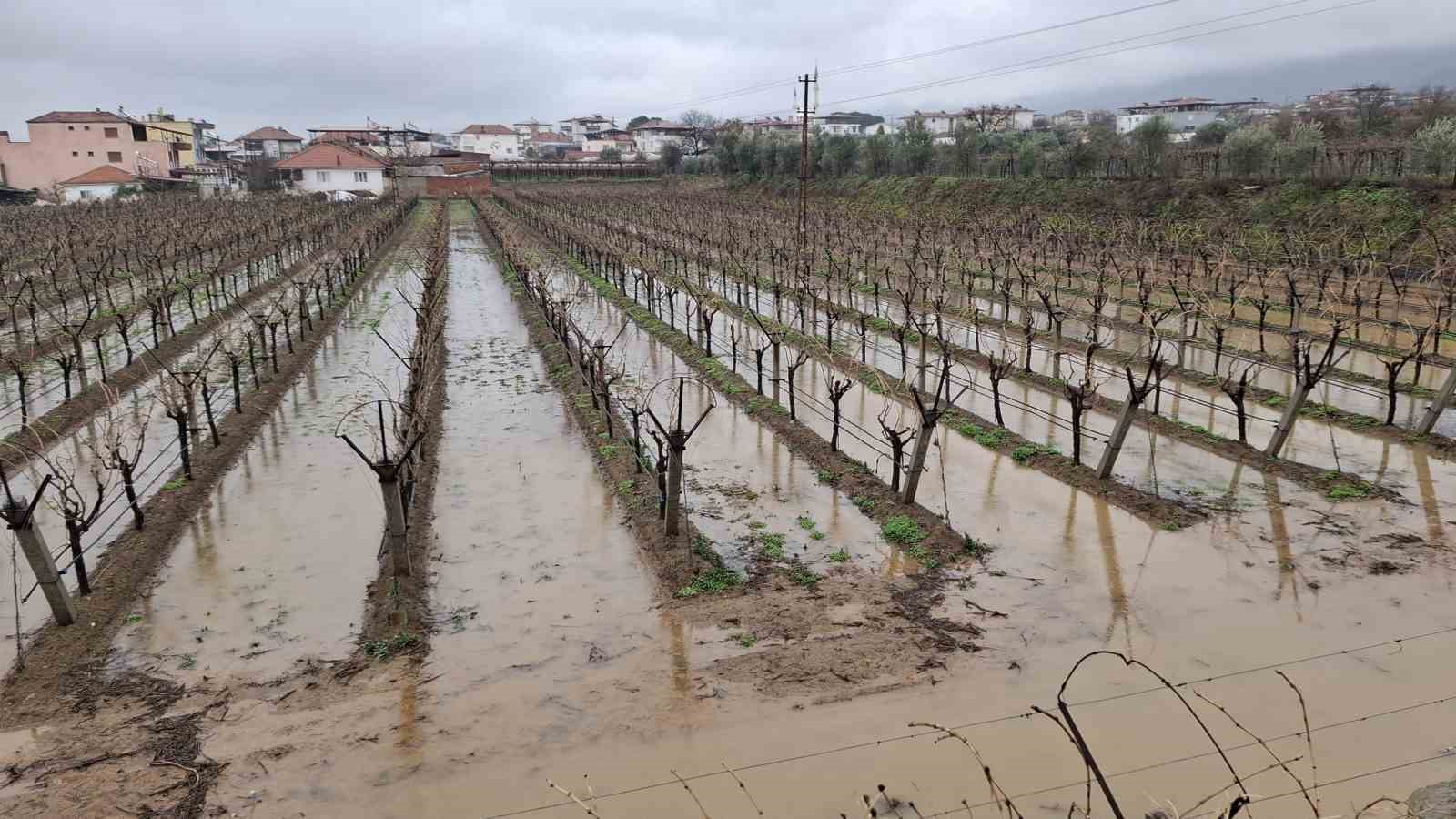 Yağmurlar bağcıların yüzünü güldürdü
Yağmurlar bağcıların yüzünü güldürdü