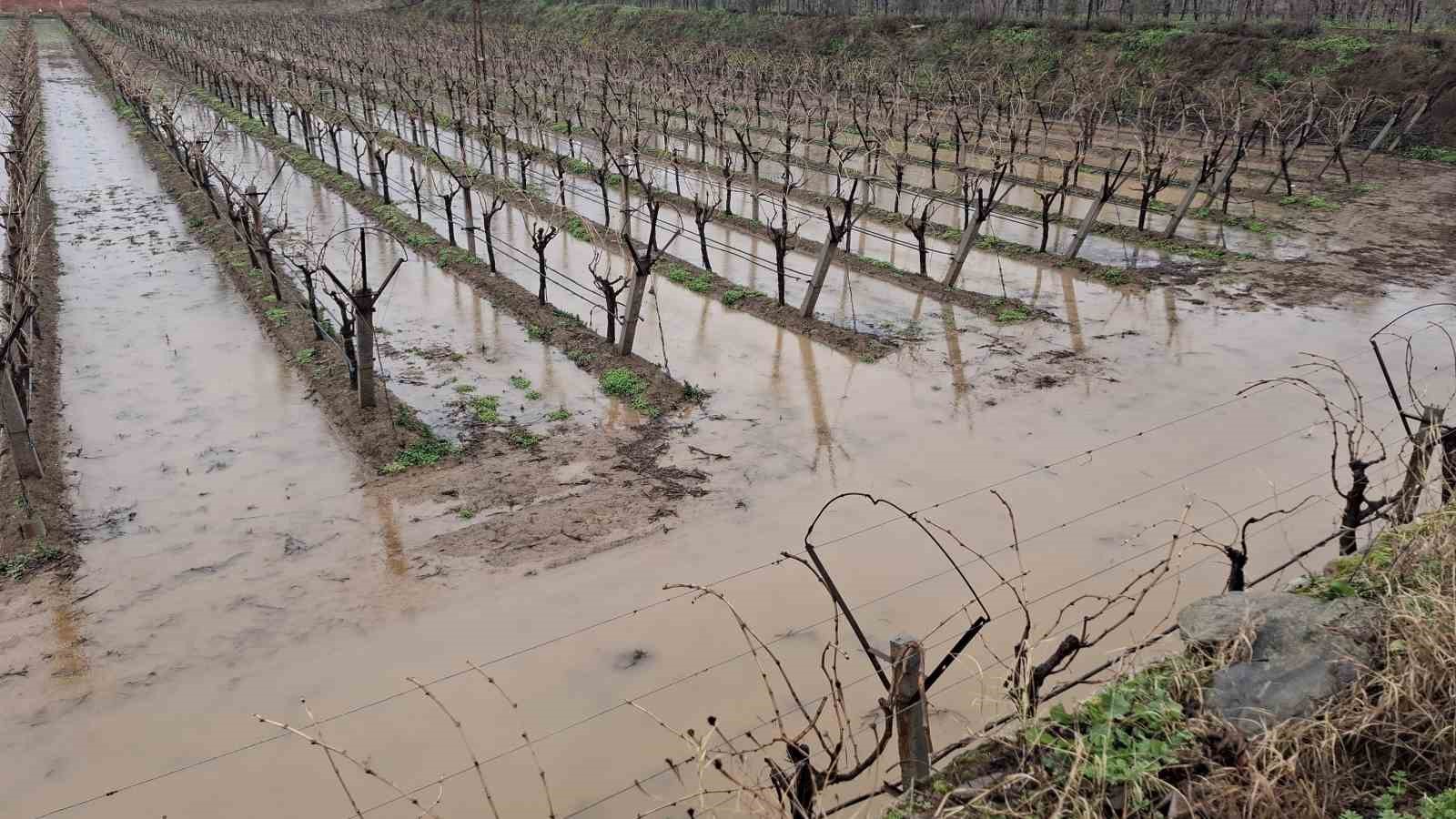 Yağmurlar bağcıların yüzünü güldürdü
Yağmurlar bağcıların yüzünü güldürdü