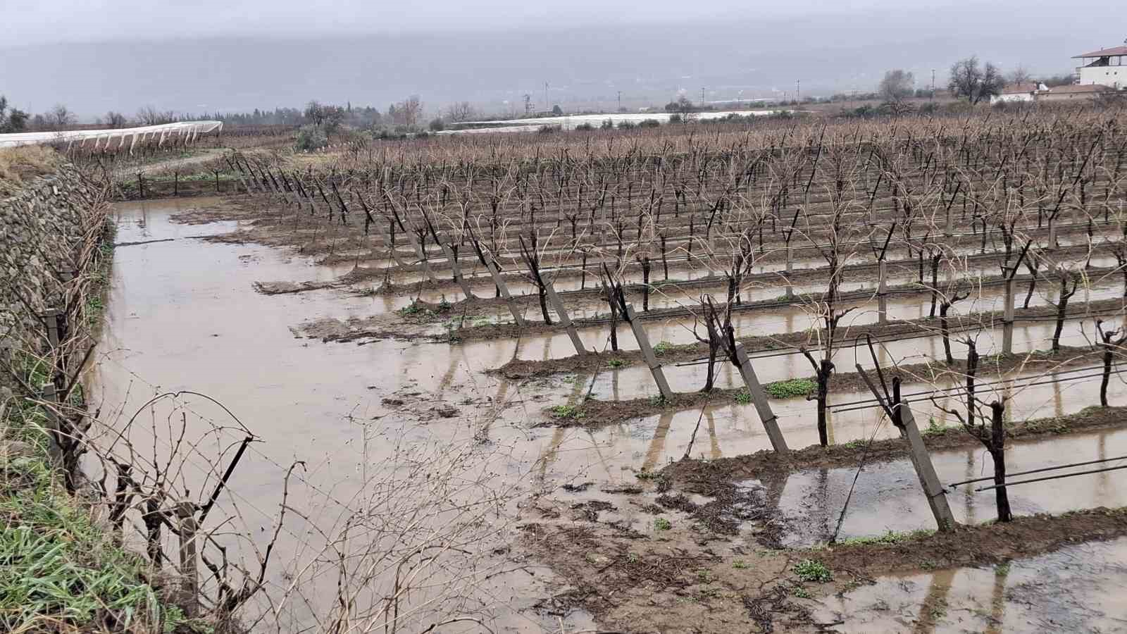 Yağmurlar bağcıların yüzünü güldürdü
Yağmurlar bağcıların yüzünü güldürdü