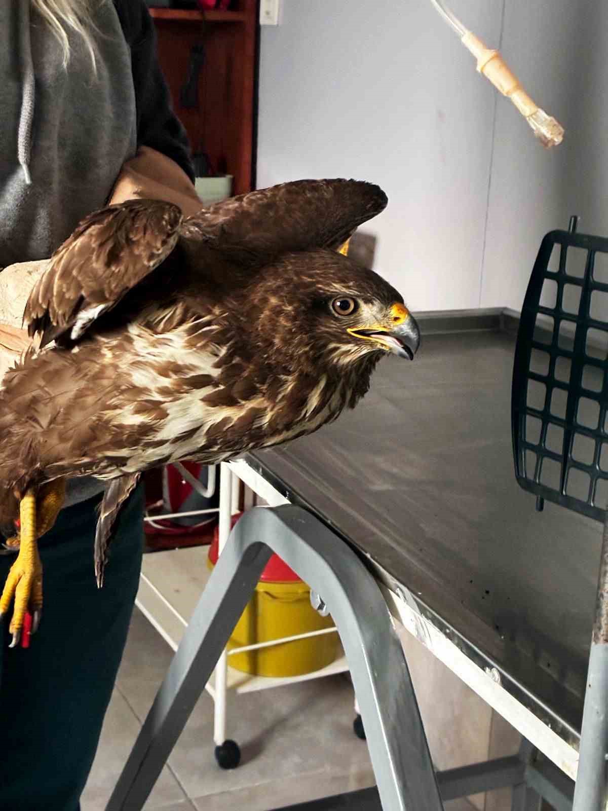 Yaralı şahin koruma altına alındı
