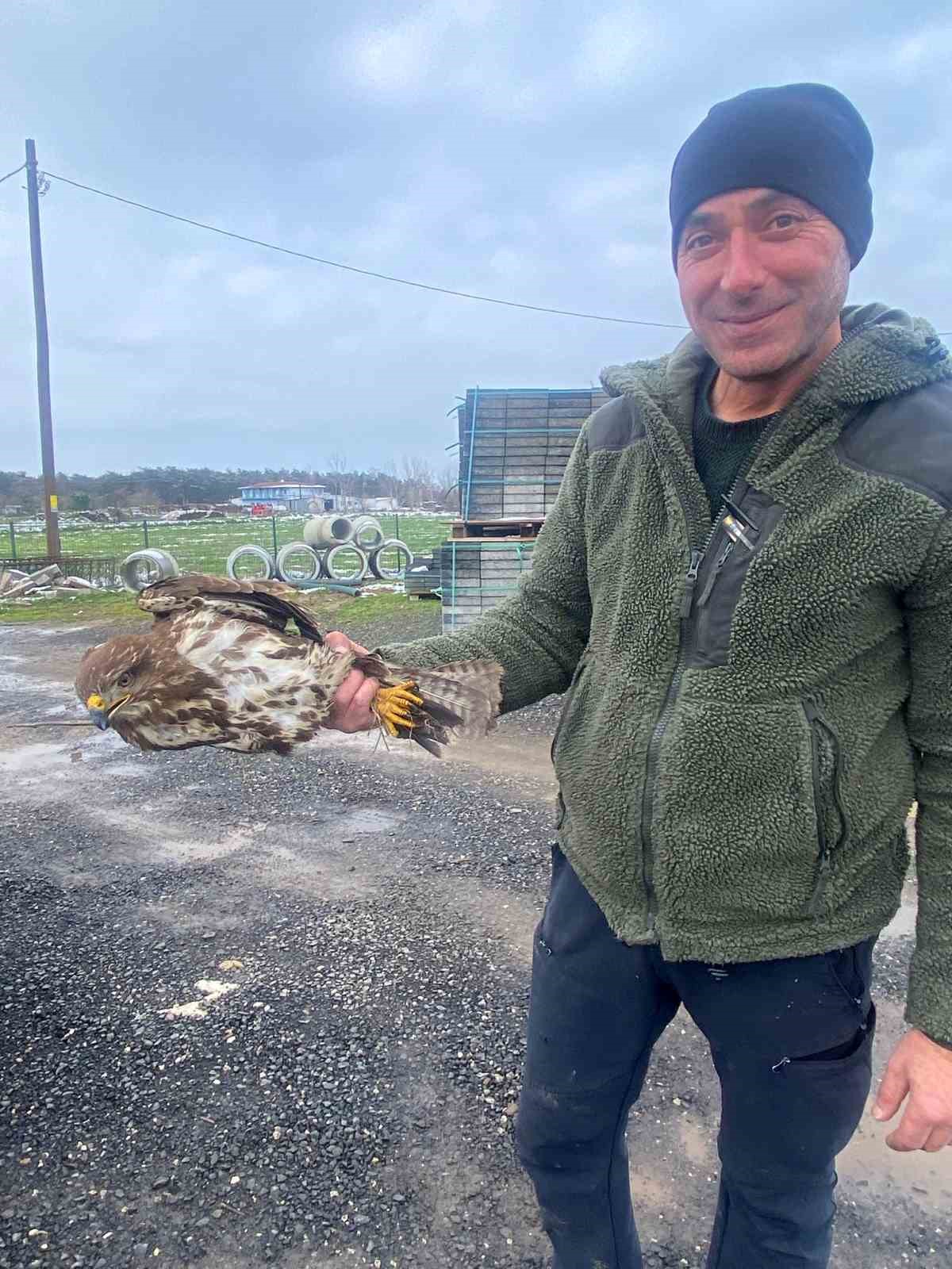 Yaralı şahin koruma altına alındı
