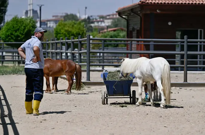  ATA Çiftliği'nde üretilen yoncalar Doğal Yaşam Parkı'ndaki hayvanlar için kullanılacak