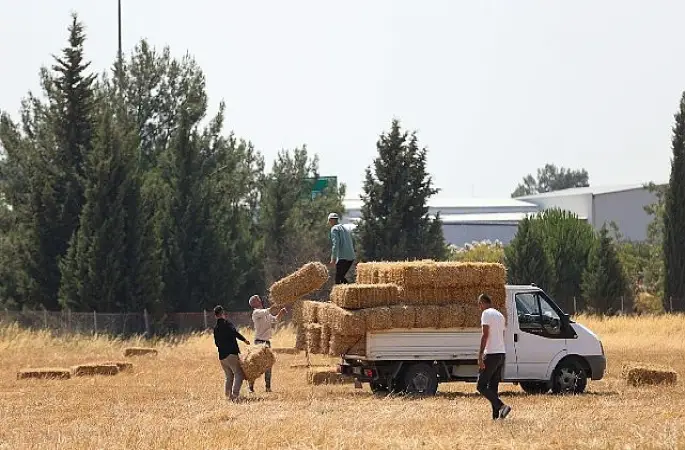 Buca Belediyesi'nden hayvancılığa can suyu