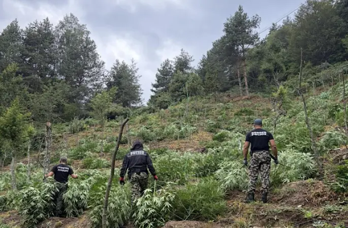 Bulgaristan'da 3 tondan fazla esrar bitkisi ele geçirildi