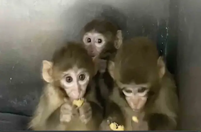 Bursa’da 3 makak maymunu koruma altına alındı
