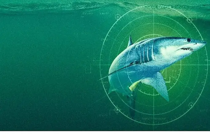 'Dünyanın En Büyük Mako Köpekbalığı',   19 Temmuz Pazar Saat 20.00'de  National Geographic WILD Ekranlarında!