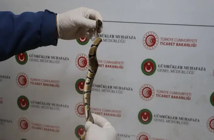 Kapıkule’de 67 canlı piton ele geçirildi