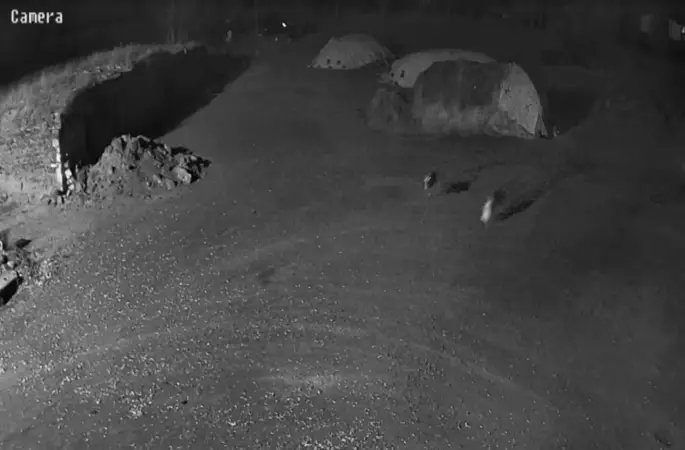 Kars’ta kurtlar köpeği götürdü
