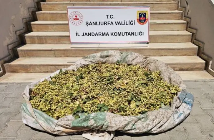 Şanlıurfa’da 380 kilo fıstık çalan 4 şüpheli yakalandı